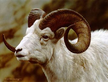 Carl Brenders Artist Signed Limited Edition Print:"Dall Sheep Portrait"