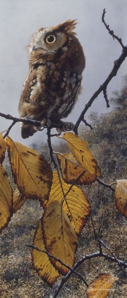 Carl Brenders Artist Signed and Numbered Limited Edition Print:"Fireball - Screech Owl"