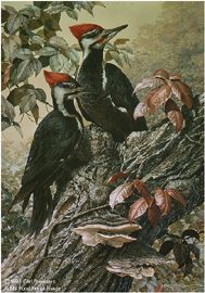 Carl Brenders Limited Edition Print:"Forest Carpenter - Pileated Woodpeckers"