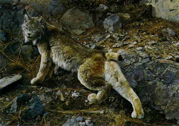 Carl Brenders Limited Edition Print: "In Northern Hunting Grounds - Lynx"