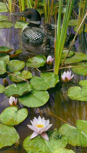 Carl Brenders Limited Edition Canvas Giclee: "In the Swim of Things - Loon"