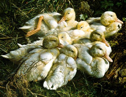 Carl Brenders Limited Edition Print:"Mixed Company"