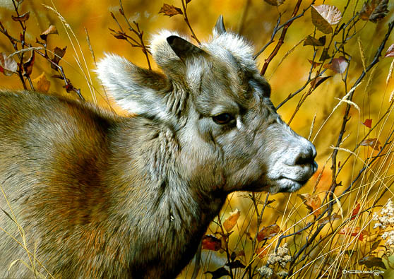 Carl Brenders Limited Edition Print: "Mountain Baby - Bighorn Sheep"