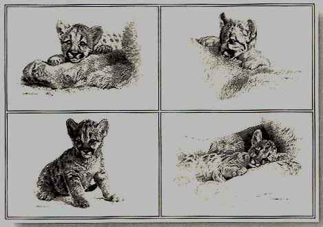 Carl Brenders Limited Edition Print:"Rocky Camp Cubs-Pencil Drawings"