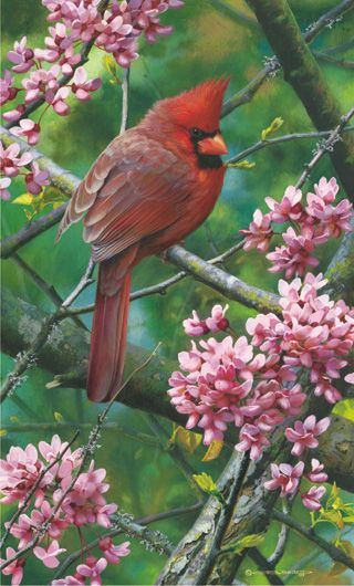Carl Brenders Limited Edition Print:"Spark of Ruby - Cardinal "