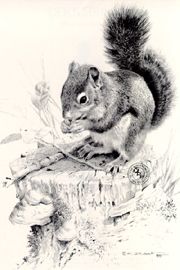 Carl Brenders Limited Edition Print:"Squirrel's Dish"