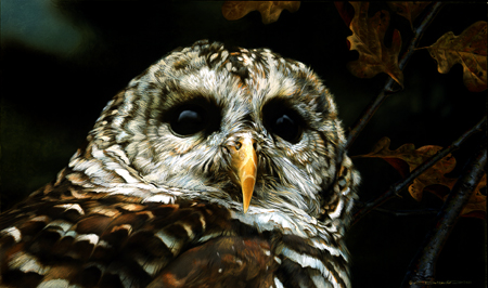 Carl Brenders Limited Edition Print:"Up Close - Barred Owl"