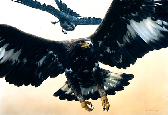 Carl Brenders Limited Edition Print:"Without Warning-Golden Eagle and Raven"
