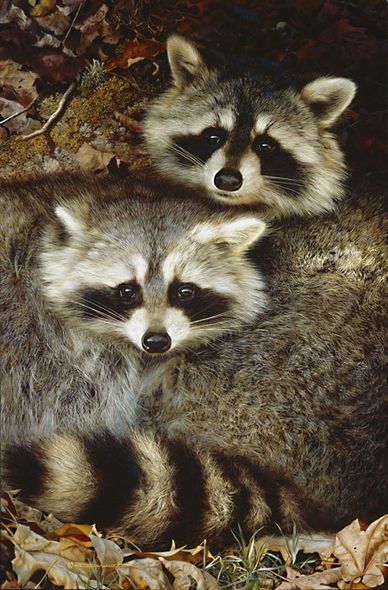 Carl Brenders Limited Edition Print: "Ying And Yang -  Raccoons"