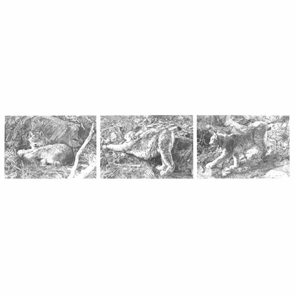 Carl Brenders Signed and Numbered Limited Edition Lithograph: "Canadian Lynx Tripdych"