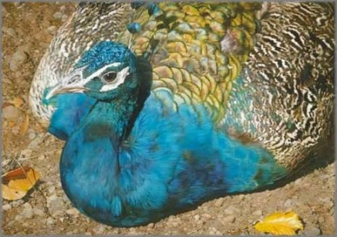 Carl Brenders Signed and Numbered Limited Edition Lithograph: "Symphony In Blue" Carl Brenders Signed and Numbered Limited Edition Lithograph: "Symphony In Blue"