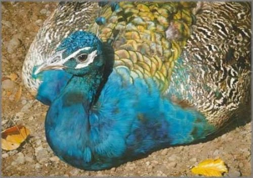 Carl Brenders Signed and Numbered Limited Edition Lithograph: "Symphony In Blue"