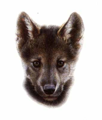 Carl Brenders Signed by the Artist Limited Edition Paper Lithograph:"Wolf Scout II"