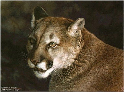 Carl Brenders Signed Limited Edition Lithograph: "Close Up Cougar"