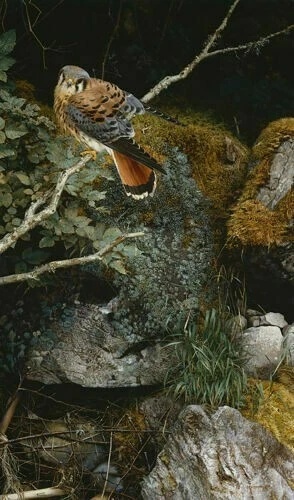 Carl Brenders Signed Limited Edition  Offset Lithograph: "Riverbank Kestrel"