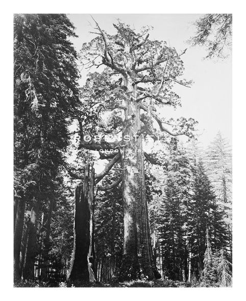Carleton E Watkins Hand Numbered Limited Edition Print on Paper :"The Grizzly Giant and Mariposa Grove"