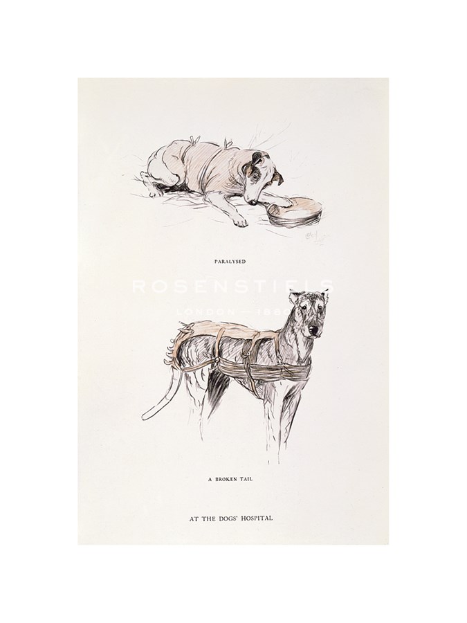 Cecil Aldin Hand Numbered Limited Edition Print on Paper :"The Hospital"