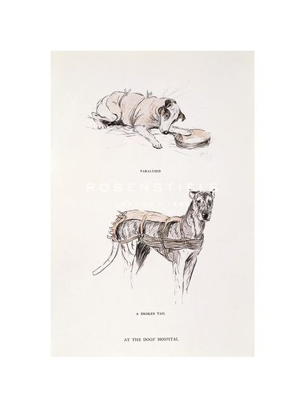 Cecil Aldin Hand Numbered Limited Edition Print on Paper :"The Hospital"