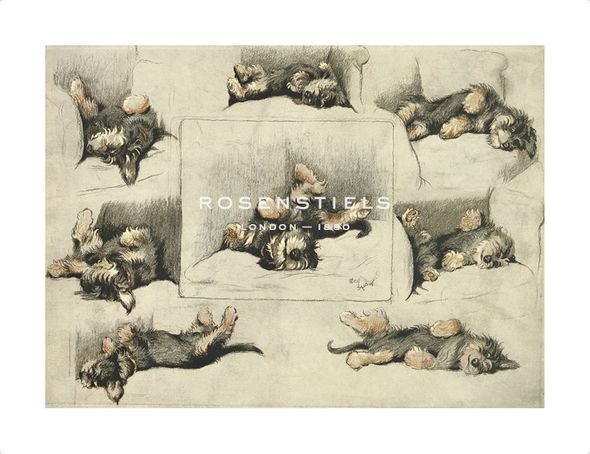 Cecil Aldin Hand Numbered Limited Edition Print on Paper :"The Model"