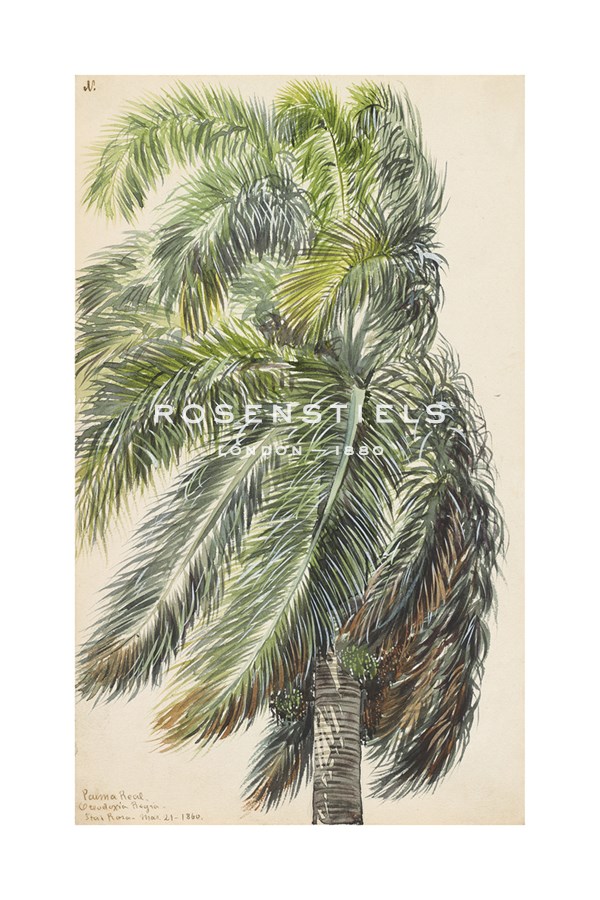 Charles de Wolf Brownell Hand Numbered Limited Edition Print on Paper :"Palma Real, 1860"