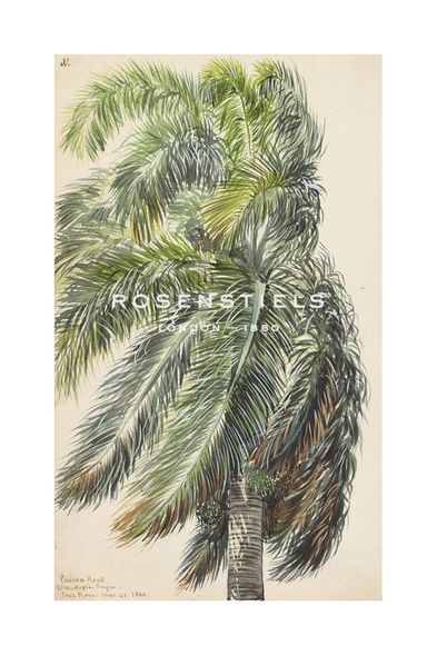 Charles de Wolf Brownell Hand Numbered Limited Edition Print on Paper :"Palma Real, 1860"