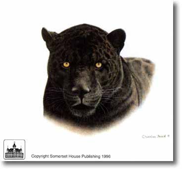 CHARLES FRACE' 16X20 Secondary Market Art: "BLACK JAGUAR HEAD"