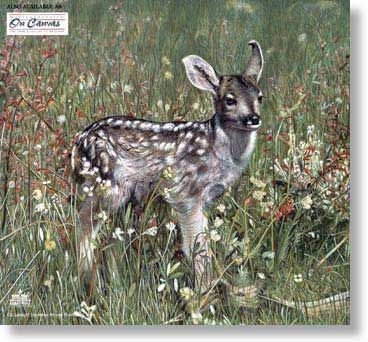 CHARLES FRACE' 16X20 Secondary Market Art: "FRESH START FAWN"