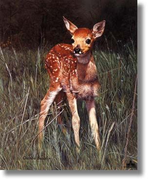 CHARLES FRACE' 16X20 Secondary Market Art: "NEW ARRIVAL DEER"