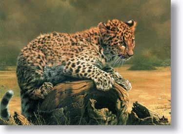 CHARLES FRACE' 18X24 Secondary Market Art: "AFRICAN LEOPARD CUB"