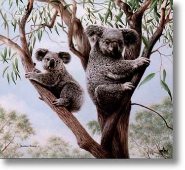 CHARLES FRACE' 19X21 Secondary Market Art: "AMBASSADORS KOALA"
