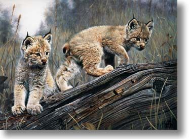 CHARLES FRACE' 19X26 Secondary Market Art: "DOUBLE TROUBLE LYNX SO"