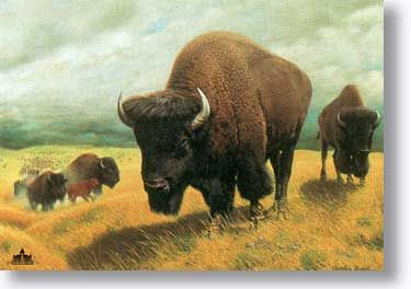 CHARLES FRACE' 20X24 Secondary Market Art: "BISON"