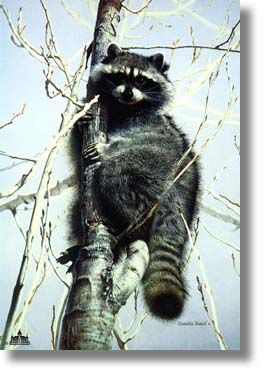 CHARLES FRACE' 26X18 Secondary Market Art: "BANDIT RACCOON"