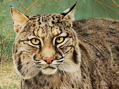 Charles Frace Limited Edition  Signed  Limited Edition  Lithograph Print: "Bobcat"