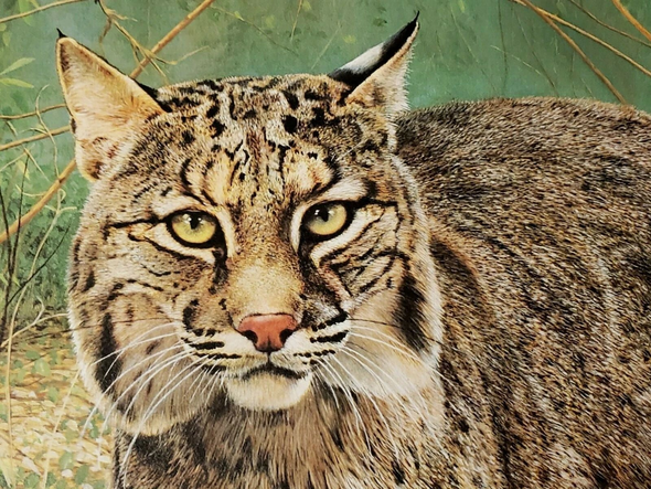 Charles Frace Limited Edition  Signed  Limited Edition  Lithograph Print: "Bobcat"