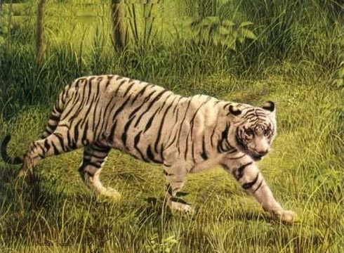 Charles Frace Limited Edition  Signed  Limited Edition  Lithograph Print: "White Tiger"