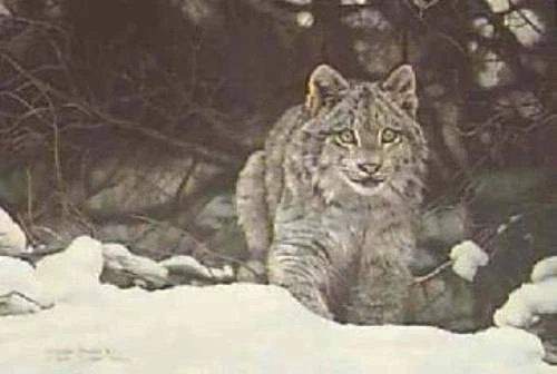Charles Frace Signed and Numbered Limited Edition AP Lithograph: "The Chase - Lynx"