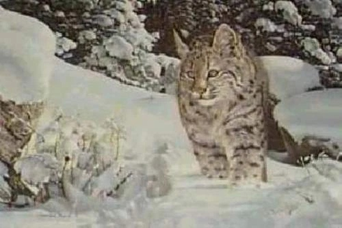Charles Frace Signed and Numbered Limited Edition AP  Lithograph: "The Quest - Lynx"