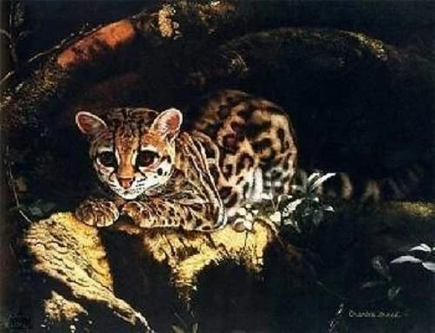 Charles Frace Signed and Numbered Limited Edition Artist Pro of Lithograph: "A Sunny Spot (Margay)" Charles Frace Signed and Numbered Limited Edition Artist Pro of Lithograph: "A Sunny Spot (Margay)"