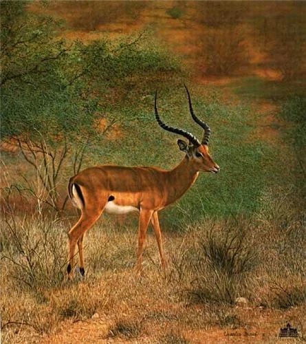 Charles Frace Signed and Numbered Limited Edition Lithograph: "Impala"