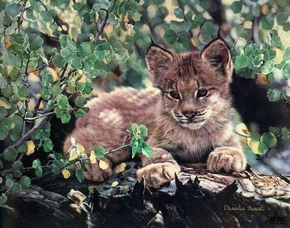 Charles Frace Signed Limited Edition AP Lithograph Print: "Hideaway - Lynx"