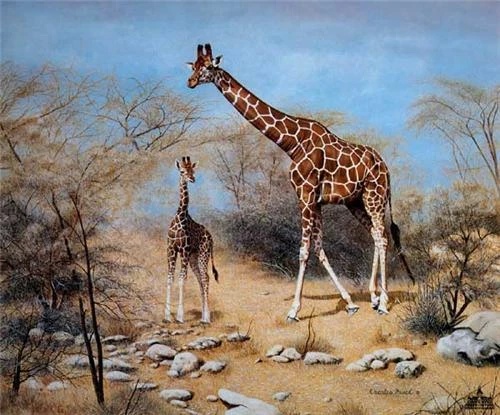 Charles Frace Signed Limited Edition Lithograph: "Quiet Time In Samburu"