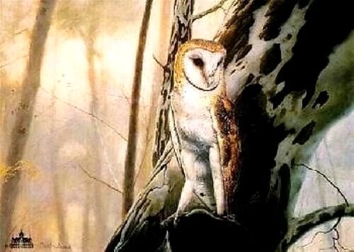 Charles Frace Signed Limited Edition Print : "Barn Owl"