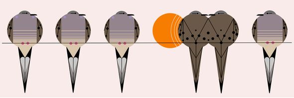 Charley Harper Open Edition Giclee on Paper:"Good Lovin' and Turtle Dovin'"