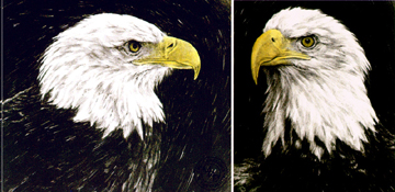 Chris Calle Limited Edition Paper Print:"Bald Eagle Portraits"