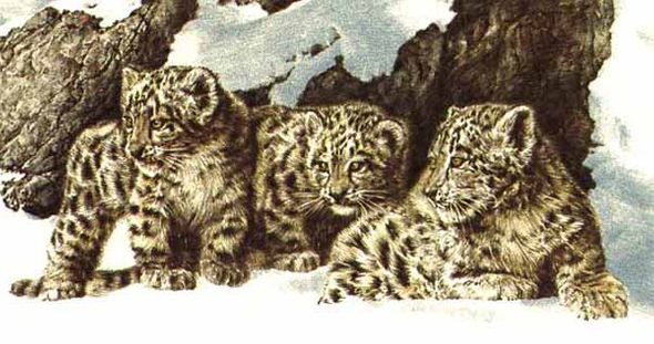 Chris Calle Limited Edition Paper Print:"Curious Cubs"