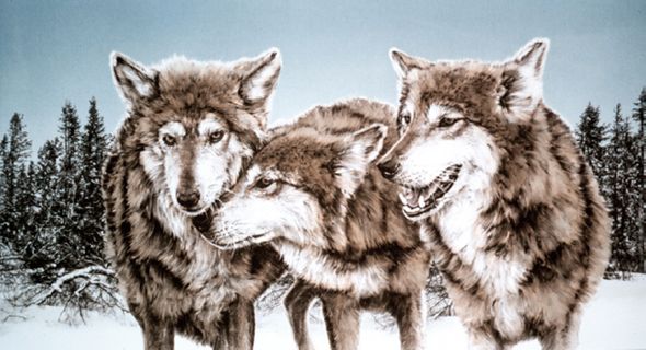 Chris Calle Limited Edition Paper Print:"Early Morning - Wolves"