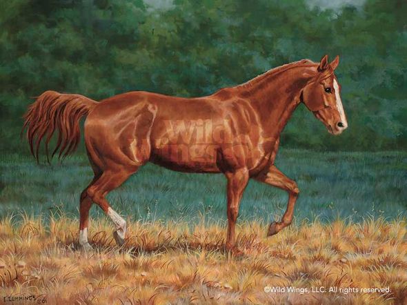 Chris Cummings Original Oil Painting: "That's My Horse-Quarter Horse-Sorrel"
