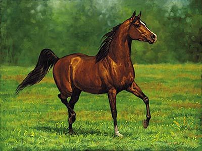 Chris Cummings Signature Edition Print:"That's My Horse- Arabian Bay "