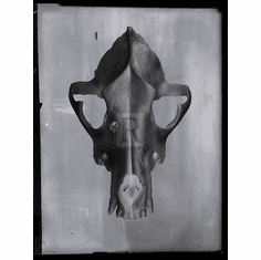 Gallerydirectart